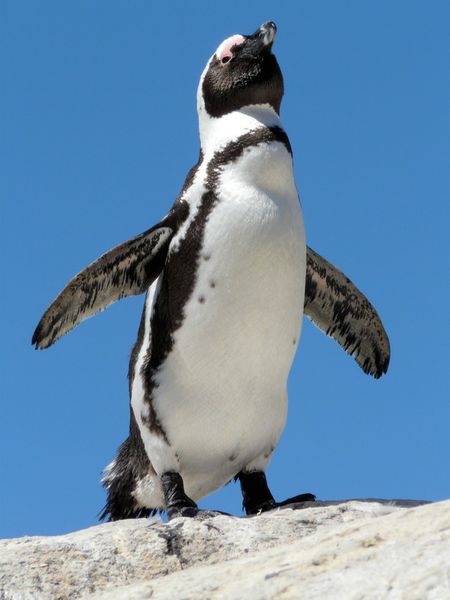 Penguin-i-believe-i-can-fly