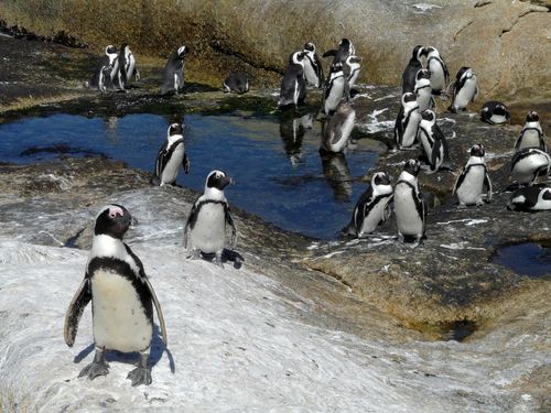 Penguin-party