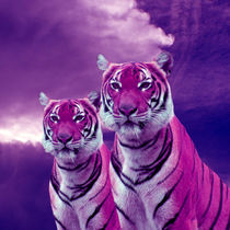 Purple Lila Tigers von Erika Kaisersot