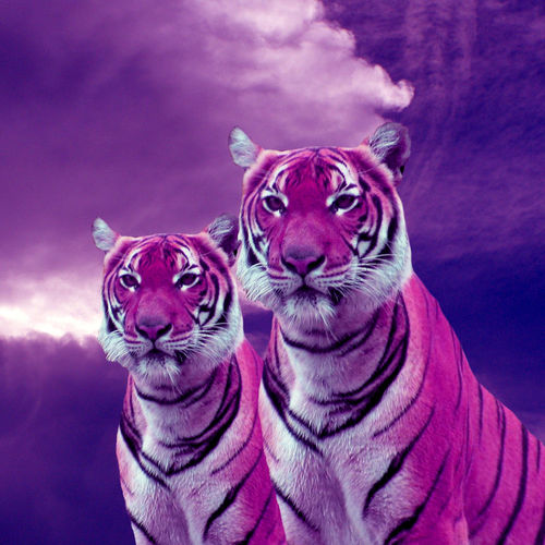 Purple-tigers