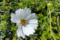 shining white flower by feiermar