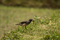 Bird of Prey by Bikram Pratap Singh