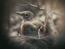 Bird's Eye by Michael Dalla Costa