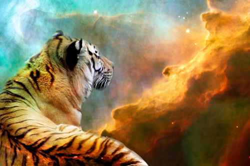 Tiger-and-nebula