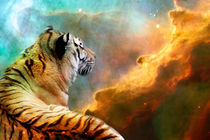 Tiger and Nebula by Erika Kaisersot