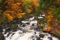 'River through autumn colours at the Hermitage, Scotland' by Sara Winter