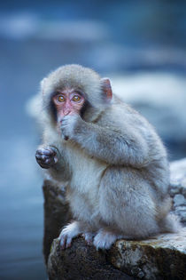 Small Japanese snow monkey at hot spring in Jigokudani Park by Sara Winter