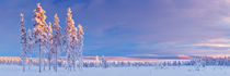 Snowy landscape in Finnish Lapland in winter at sunset by Sara Winter