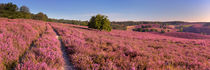 Path through blooming heather at the Posbank in The Netherlands by Sara Winter