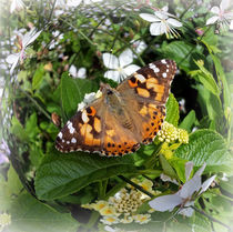butterfly in circle von feiermar