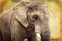 Elefant 4 von AD DESIGN Photo + PhotoArt
