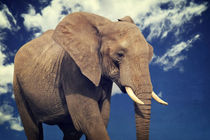 Elefanten Portrait  by AD DESIGN Photo + PhotoArt