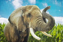 Elefant im Maisfeld von AD DESIGN Photo + PhotoArt