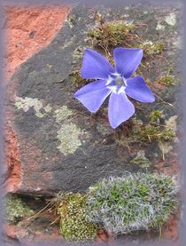 Blaue Blüte von Angelika  Schütgens