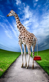 Giraffe von Simon Siwak