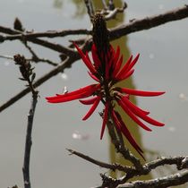 Red Flower von Flavio Molina