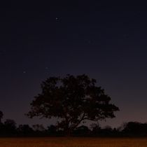 tree of the night by Flavio Molina