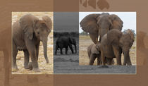 Amboseli Elefanten by Ines Schmelzer
