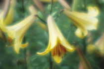 Lily flowers von Alexander Kurlovich