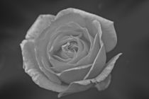 Litte rose by leddermann