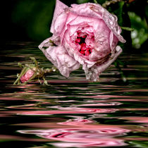 Rosenwasser - Rose water von Chris Berger