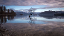 Einsamer Baum im Lake Wanaka, Neuseeland by Sebastian Warneke