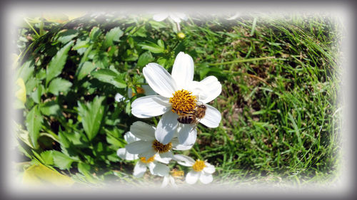 Busy-bee-on-white-flower-bun