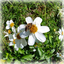 bee on white flower von feiermar