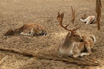 Three white tailed deer resting by Angelo DeVal