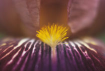 Iris flower by Alexander Kurlovich