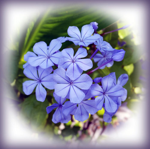 Blue-bouquet-bun