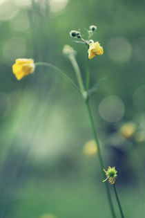 grassland - four by chrisphoto