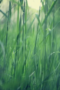 grassland - seven by chrisphoto