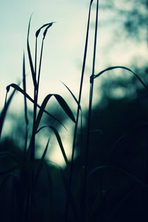 grassland - eight by chrisphoto