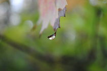 Water Droplet on a Leaf, 2015 von Caitlin McGee