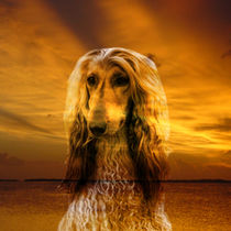 Dog and Sunset - Hund und Sonnenuntergang by Erika Kaisersot
