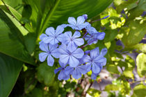 little blue bouquet von feiermar