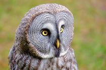 Bartkauz - Great Grey Owl by Jörg Hoffmann