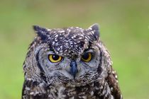 Eule - Owl by Jörg Hoffmann