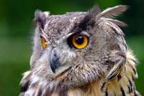 Uhu - Owl - Eule von Jörg Hoffmann