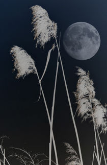 At night in the reeds von Chris Berger