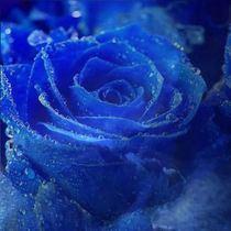 Blue Rose - Blaue Rose von Erika Kaisersot