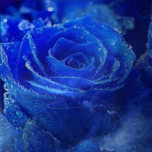 Blue-sky-and-rose