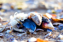 The shells by Zornitsa Yordanova
