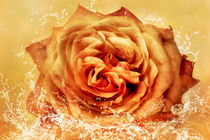 Rose im Wasser by darlya