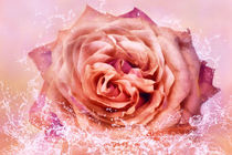 Rosenblüte im Wasser von darlya