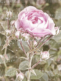 Rosenmelodie - Rose melody von Chris Berger