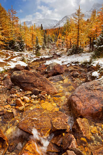Larch trees in fall after first snow, Banff NP, Canada by Sara Winter