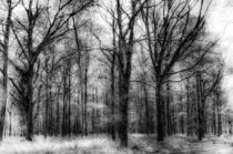 The Haunted Forest by David Pyatt