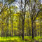 Oil-forest-1